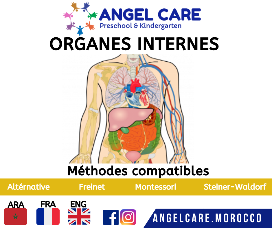 Organes internes