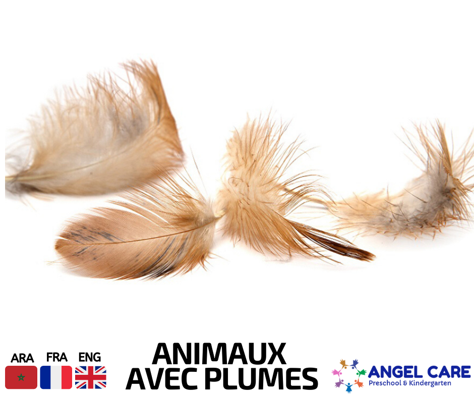 Animaux avec plume