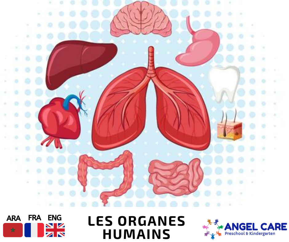 Organe interne humain