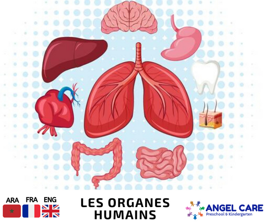 Organe interne humain